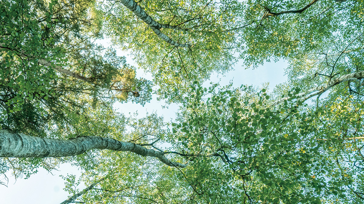 画像：サステナビリティ